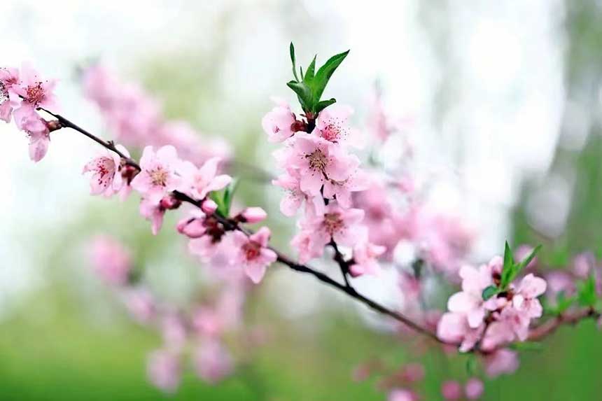 乌审旗：春来到 花盛开